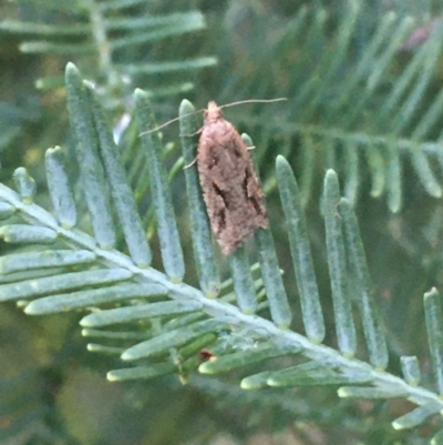 Epitymbia (genus) (A Tortricid moth) at Stromlo, ACT - 27 Mar 2021 by NedJohnston