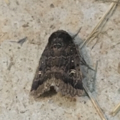 Proteuxoa restituta (Black-bodied Noctuid) at Stromlo, ACT - 27 Mar 2021 by NedJohnston