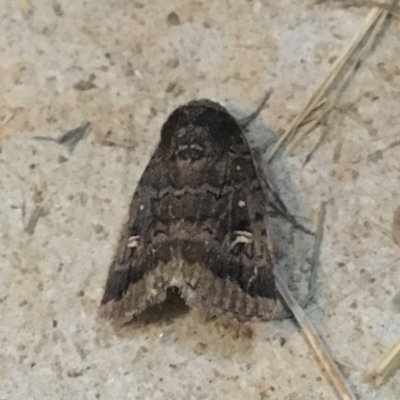 Proteuxoa restituta (Black-bodied Noctuid) at Stromlo, ACT - 27 Mar 2021 by NedJohnston