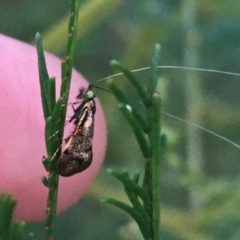 Nemophora (genus) (A Fairy Moth) at Stromlo, ACT - 27 Mar 2021 by NedJohnston