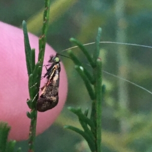 Nemophora (genus) at Stromlo, ACT - suppressed