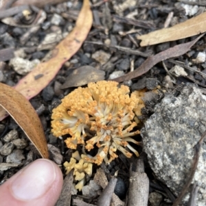 Ramaria capitata var. capitata at Tennent, ACT - 27 Mar 2021 03:10 PM