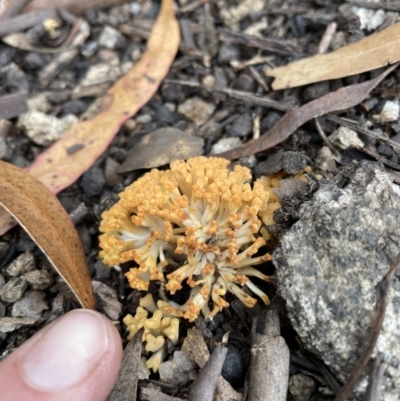 Ramaria capitata var. capitata (Pale cauliflower coral) at Tennent, ACT - 27 Mar 2021 by nath_kay