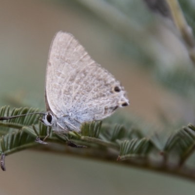 Jalmenus icilius (Amethyst Hairstreak) at Jedbinbilla - 17 Mar 2021 by SWishart