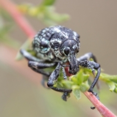 Chrysolopus spectabilis (Botany Bay Weevil) at Paddys River, ACT - 17 Mar 2021 by SWishart