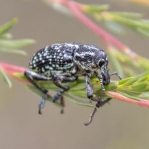 Chrysolopus spectabilis at Paddys River, ACT - 17 Mar 2021