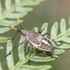 Pentatomidae (family) (Shield or Stink bug) at Jedbinbilla - 17 Mar 2021 by SWishart