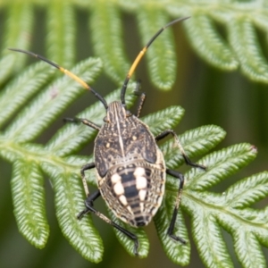 Pentatomidae (family) at Paddys River, ACT - 17 Mar 2021