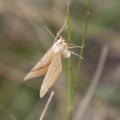 Scopula rubraria (Plantain Moth) at Jedbinbilla - 17 Mar 2021 by SWishart