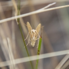 Scopula rubraria at Paddys River, ACT - 17 Mar 2021