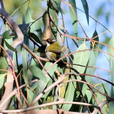 Melithreptus lunatus (White-naped Honeyeater) at Wodonga - 28 Mar 2021 by KylieWaldon