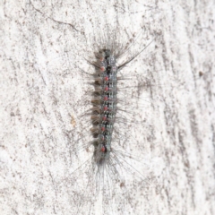 Anestia (genus) (A tiger moth) at O'Connor, ACT - 27 Mar 2021 by ConBoekel