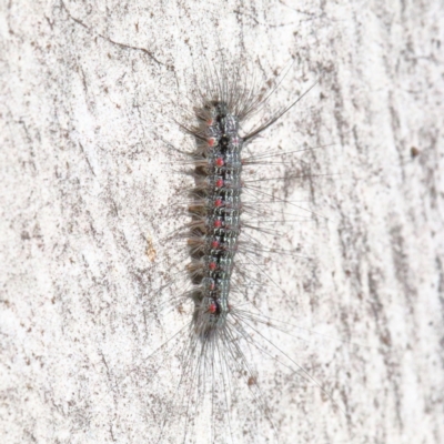 Anestia (genus) (A tiger moth) at O'Connor, ACT - 28 Mar 2021 by ConBoekel