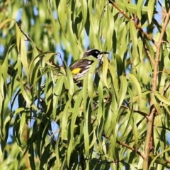 Phylidonyris novaehollandiae (New Holland Honeyeater) at Ewart Brothers Reserve - 27 Mar 2021 by Kyliegw