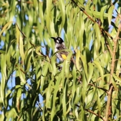 Phylidonyris novaehollandiae at Wodonga - 28 Mar 2021 09:50 AM