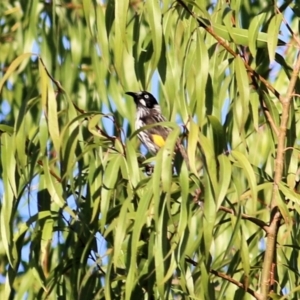 Phylidonyris novaehollandiae at Wodonga - 28 Mar 2021 09:50 AM