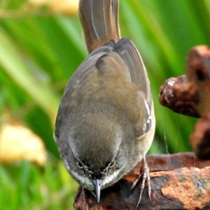 Sericornis frontalis at Crooked Corner, NSW - 26 Mar 2021