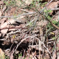 Vespula germanica (European Wasp, German Yellowjacket Wasp) at O'Connor, ACT - 28 Mar 2021 by ConBoekel