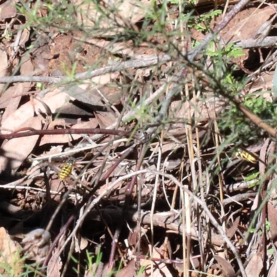 Vespula germanica (European Wasp, German Yellowjacket Wasp) at O'Connor, ACT - 28 Mar 2021 by ConBoekel