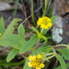 Sigesbeckia australiensis (Cobber Weed) at Holt, ACT - 28 Mar 2021 by trevorpreston
