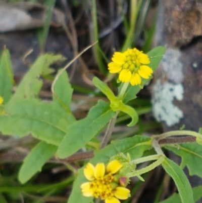 Sigesbeckia australiensis (Cobber Weed) at Holt, ACT - 28 Mar 2021 by trevorpreston