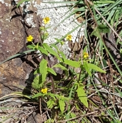 Sigesbeckia australiensis at Holt, ACT - 28 Mar 2021