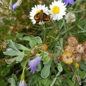 Ocybadistes walkeri at Holt, ACT - 28 Mar 2021