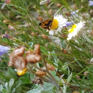 Ocybadistes walkeri at Holt, ACT - 28 Mar 2021