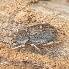Cubicorhynchus sp. (genus) (Ground weevil) at Holt, ACT - 28 Mar 2021 by trevorpreston