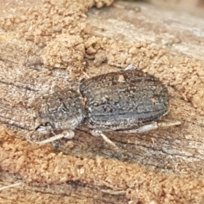 Cubicorhynchus sp. (genus) (Ground weevil) at Holt, ACT - 28 Mar 2021 by trevorpreston