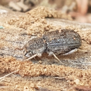 Cubicorhynchus sp. (genus) at Holt, ACT - 28 Mar 2021 11:14 AM