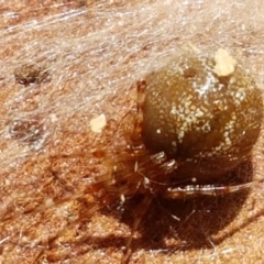 Theridiidae (family) (Comb-footed spider) at Strathnairn, ACT - 28 Mar 2021 by trevorpreston