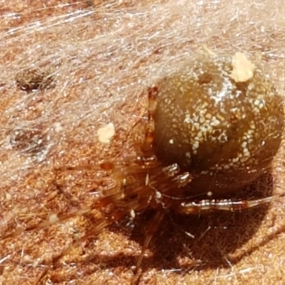 Theridiidae (family) (Comb-footed spider) at Strathnairn, ACT - 28 Mar 2021 by trevorpreston