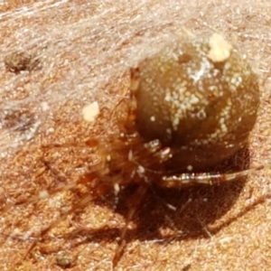 Theridiidae (family) at Ginninderry Conservation Corridor - 28 Mar 2021