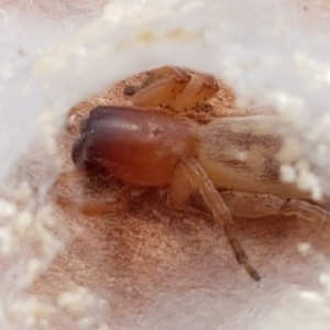 Clubiona sp. (genus) at Holt, ACT - 28 Mar 2021 11:45 AM