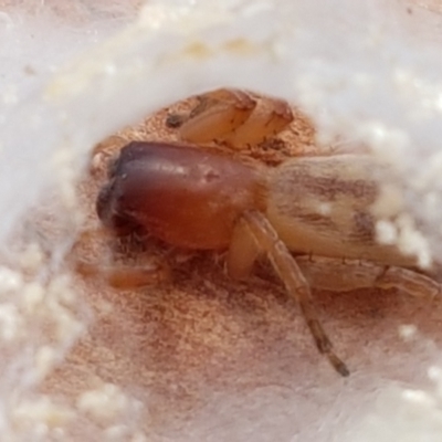 Clubiona sp. (genus) (Unidentified Stout Sac Spider) at Holt, ACT - 28 Mar 2021 by tpreston