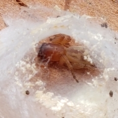 Clubiona sp. (genus) at Holt, ACT - 28 Mar 2021 11:45 AM