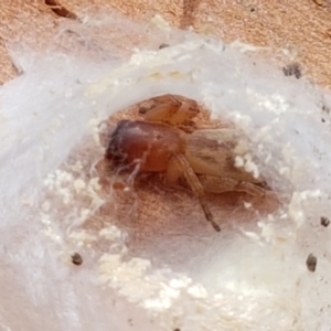 Clubiona sp. (genus) at Holt, ACT - 28 Mar 2021