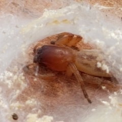 Clubiona sp. (genus) at Holt, ACT - 28 Mar 2021