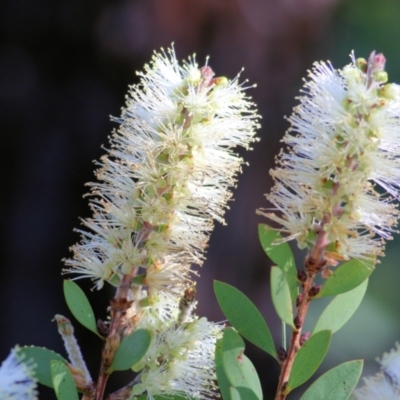 Callistemon pallidus (Lemon Bottlebrush) at WREN Reserves - 27 Mar 2021 by Kyliegw