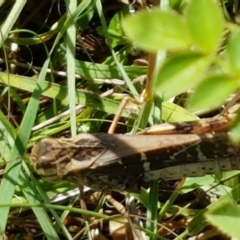 Gastrimargus musicus (Yellow-winged Locust or Grasshopper) at Ginninderry Conservation Corridor - 28 Mar 2021 by tpreston