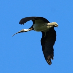 Threskiornis spinicollis at Wodonga, VIC - 28 Mar 2021