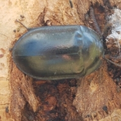 Pterohelaeus striatopunctatus (Darkling beetle) at Holt, ACT - 28 Mar 2021 by tpreston