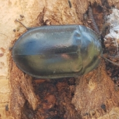Pterohelaeus striatopunctatus (Darkling beetle) at Holt, ACT - 28 Mar 2021 by trevorpreston
