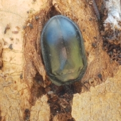 Pterohelaeus striatopunctatus at Holt, ACT - 28 Mar 2021