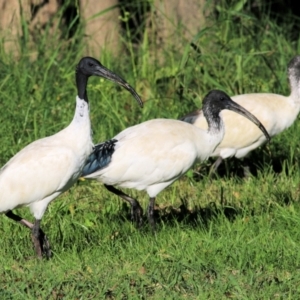 Threskiornis molucca at Wodonga - 28 Mar 2021