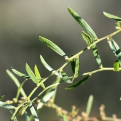 Acacia verniciflua (Varnish Wattle) at WREN Reserves - 27 Mar 2021 by Kyliegw
