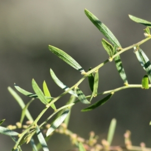 Acacia verniciflua at Wodonga - 28 Mar 2021