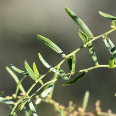 Acacia verniciflua (Varnish Wattle) at WREN Reserves - 27 Mar 2021 by Kyliegw