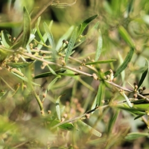 Acacia verniciflua at Wodonga - 28 Mar 2021 10:10 AM